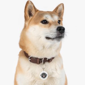 CHHS Paw Patrol Tag